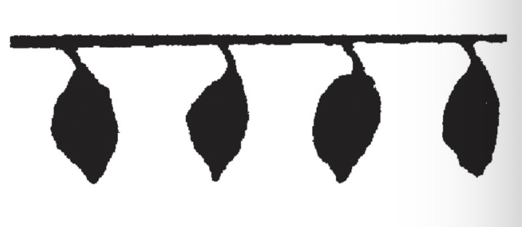 KATIU